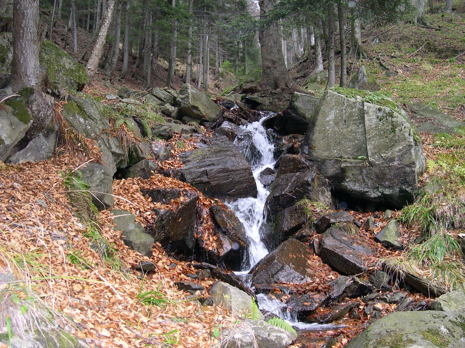 Forest stream cascading over rocks