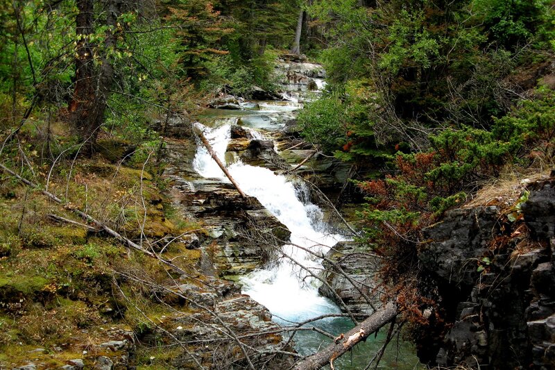 Forest stream cascading over rocks