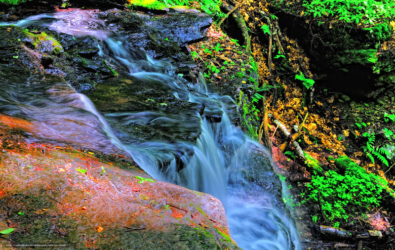 Forest stream cascading over rocks
