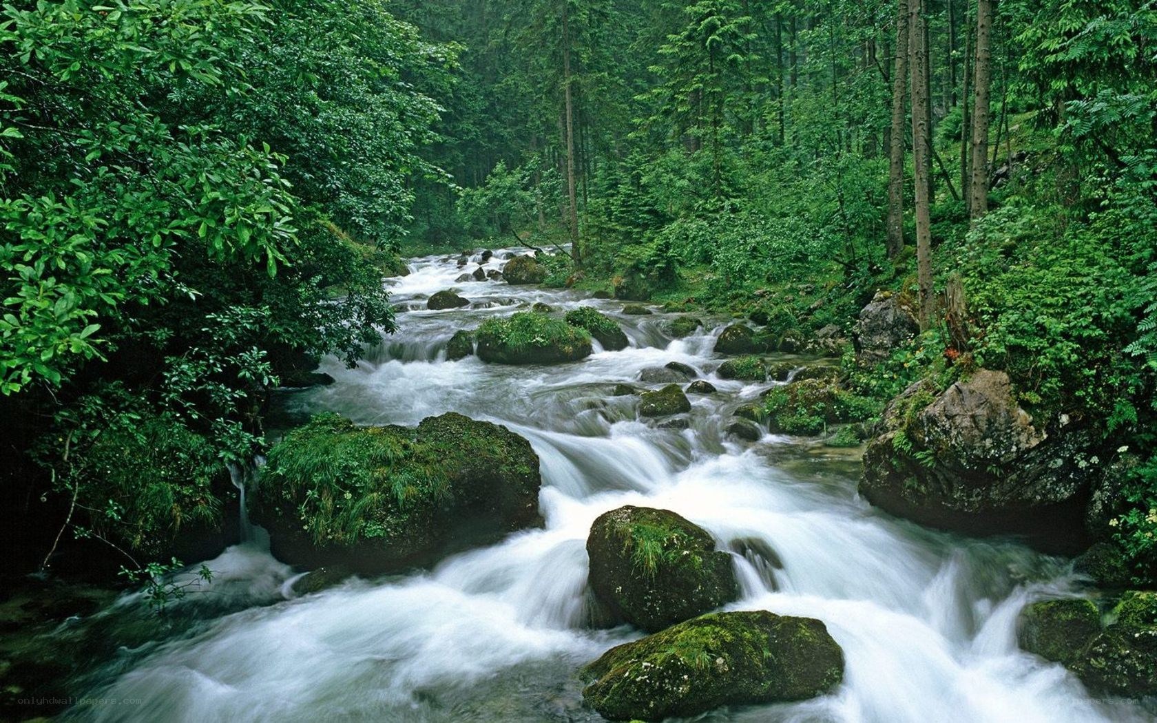 Forest stream flowing over rocks