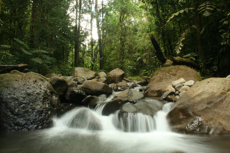 Forest stream flowing over rocks