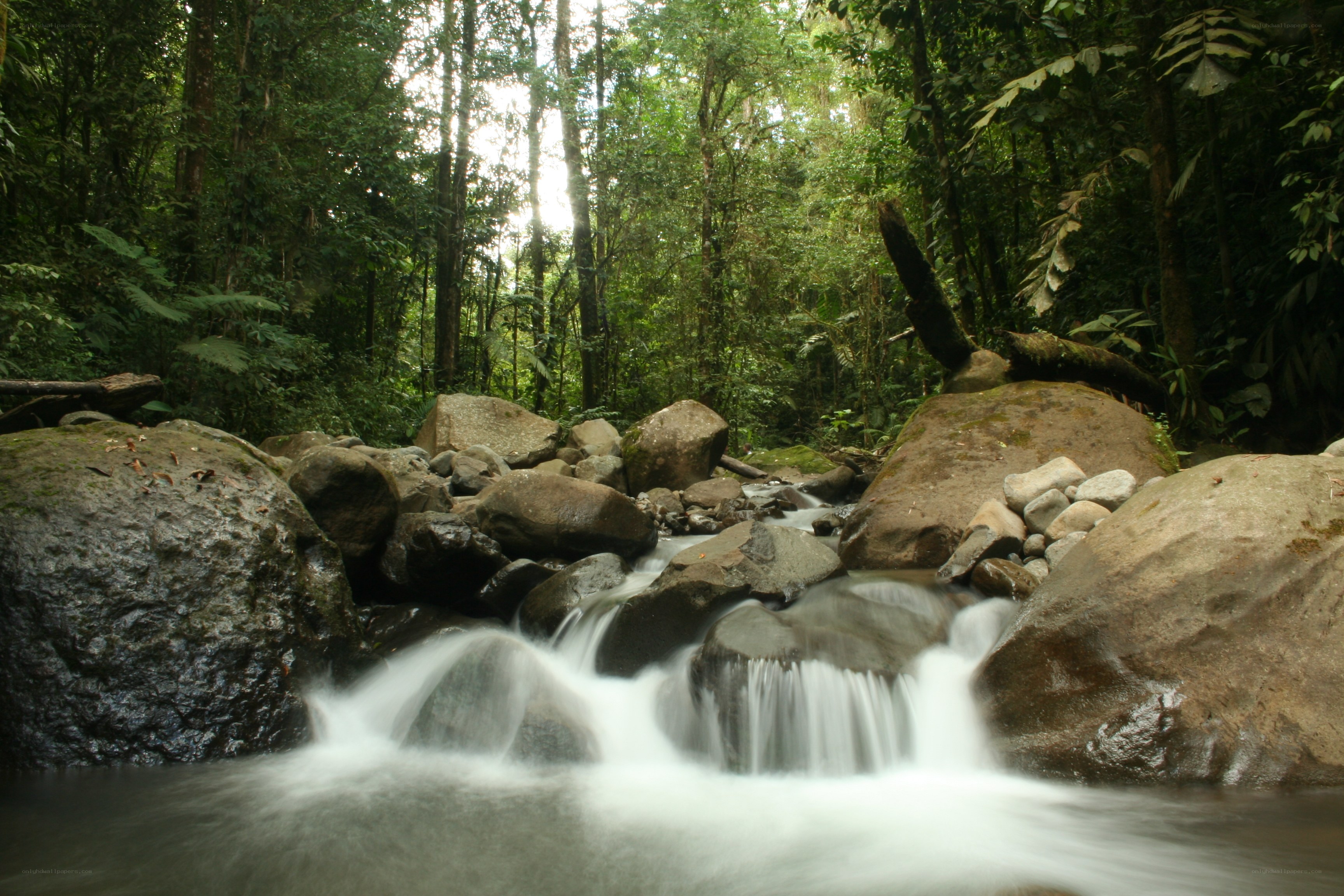 Forest stream flowing over rocks