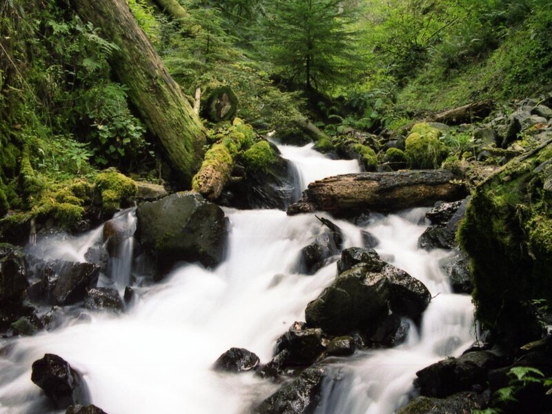 Forest stream flowing over rocks