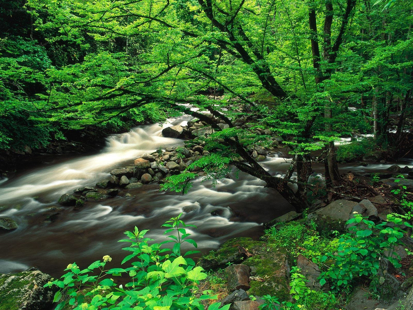 Forest stream flowing over rocks