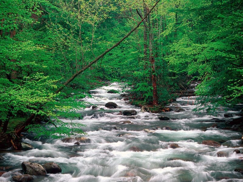Forest stream flowing over rocks