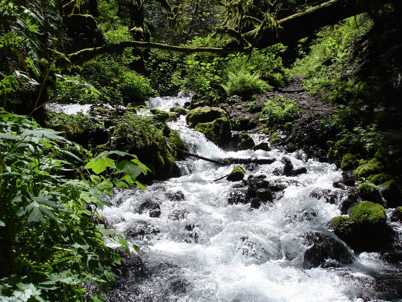 Forest stream flowing over rocks