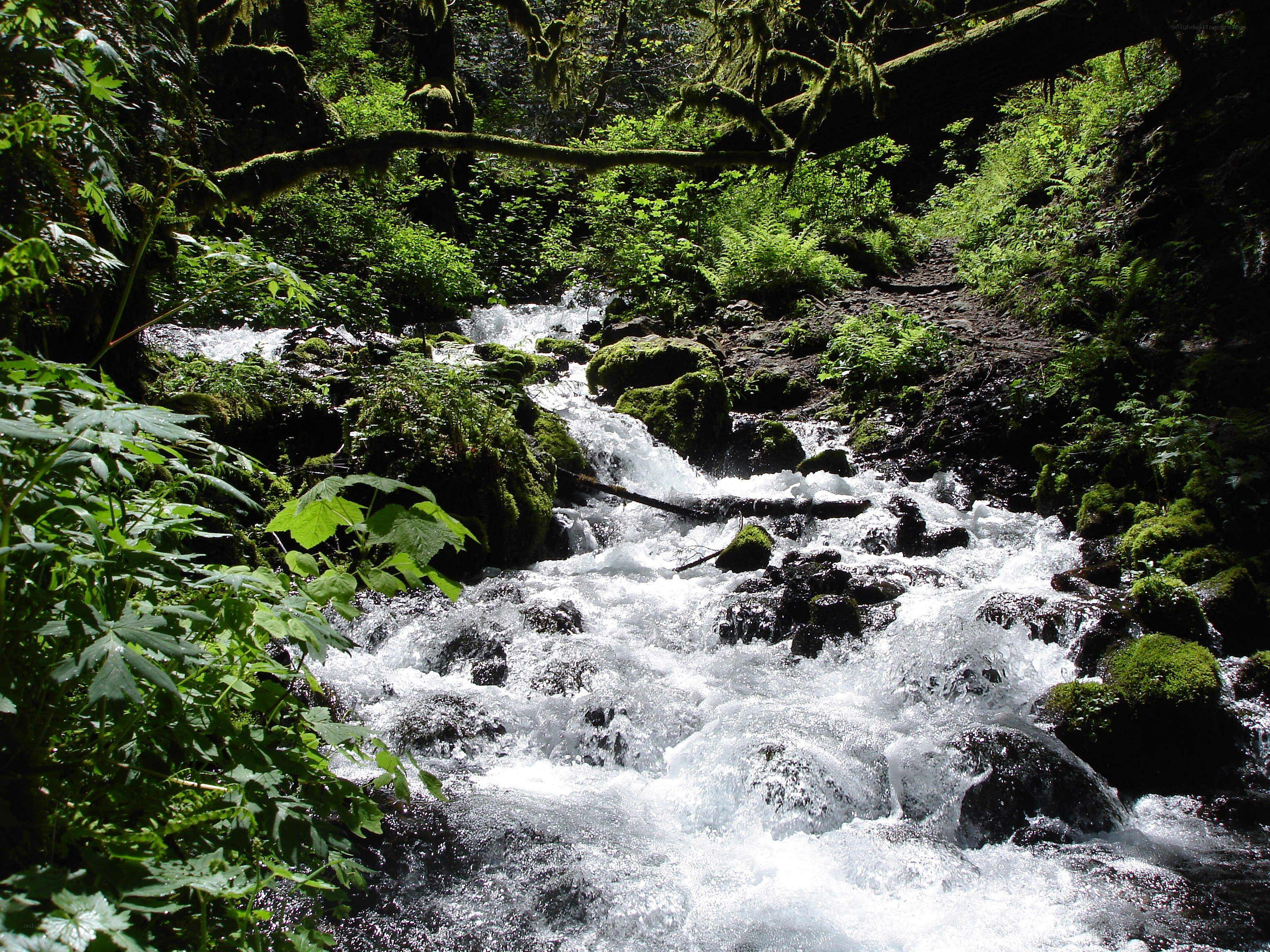 Forest stream flowing over rocks