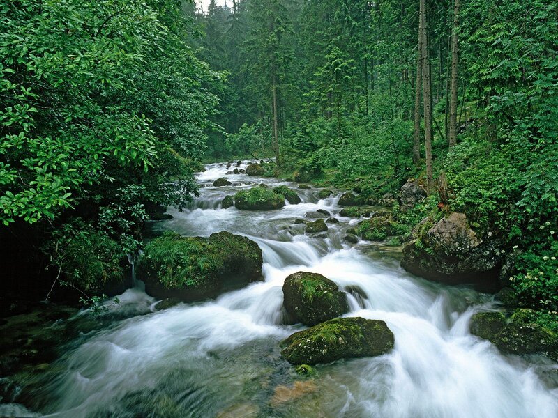Forest stream flowing over rocks