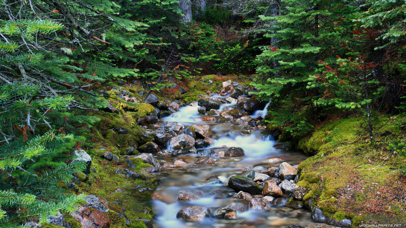 Forest stream flowing over rocks