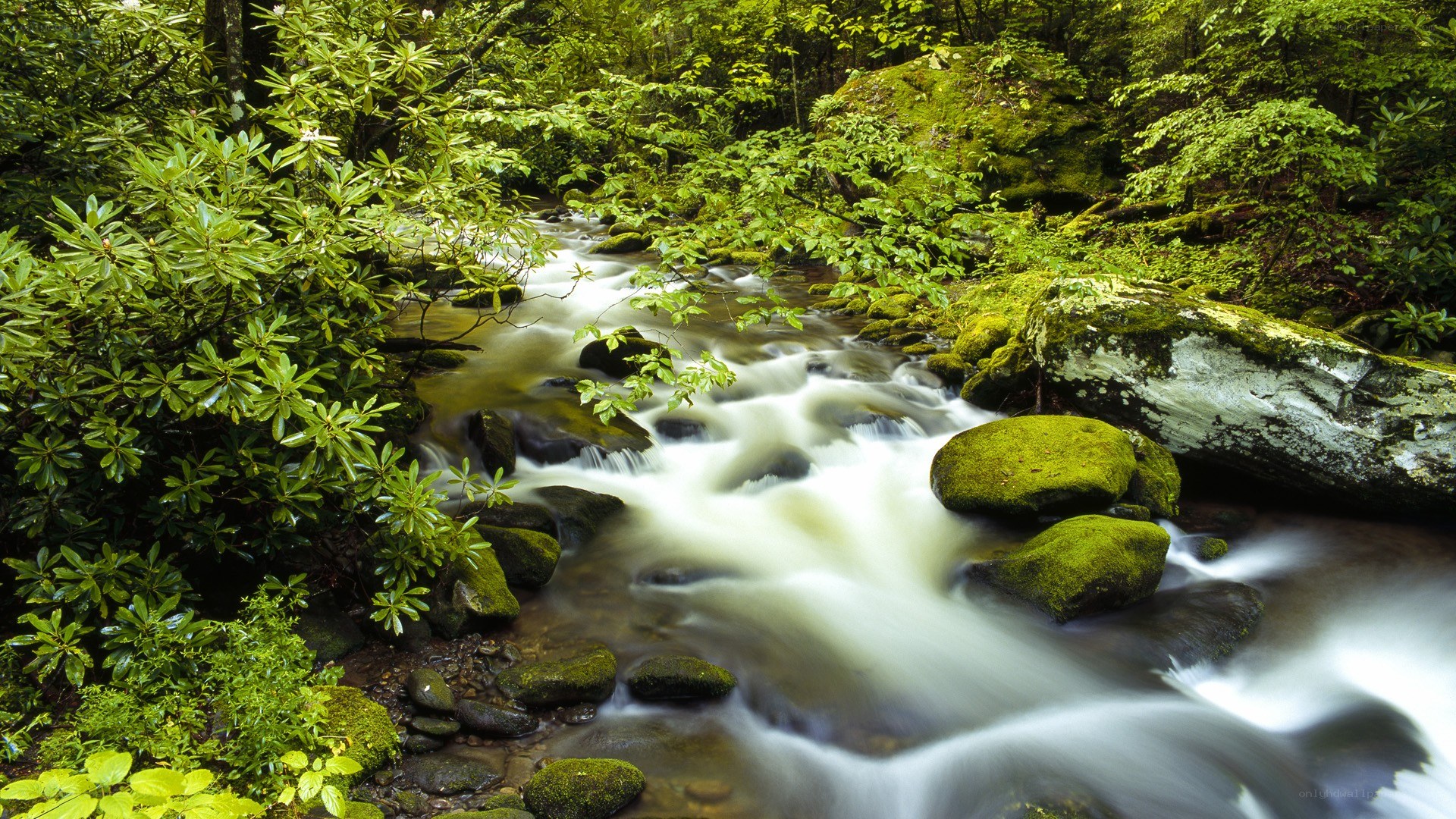 Forest stream flowing over rocks
