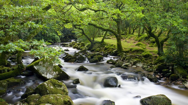 Forest stream flowing over rocks