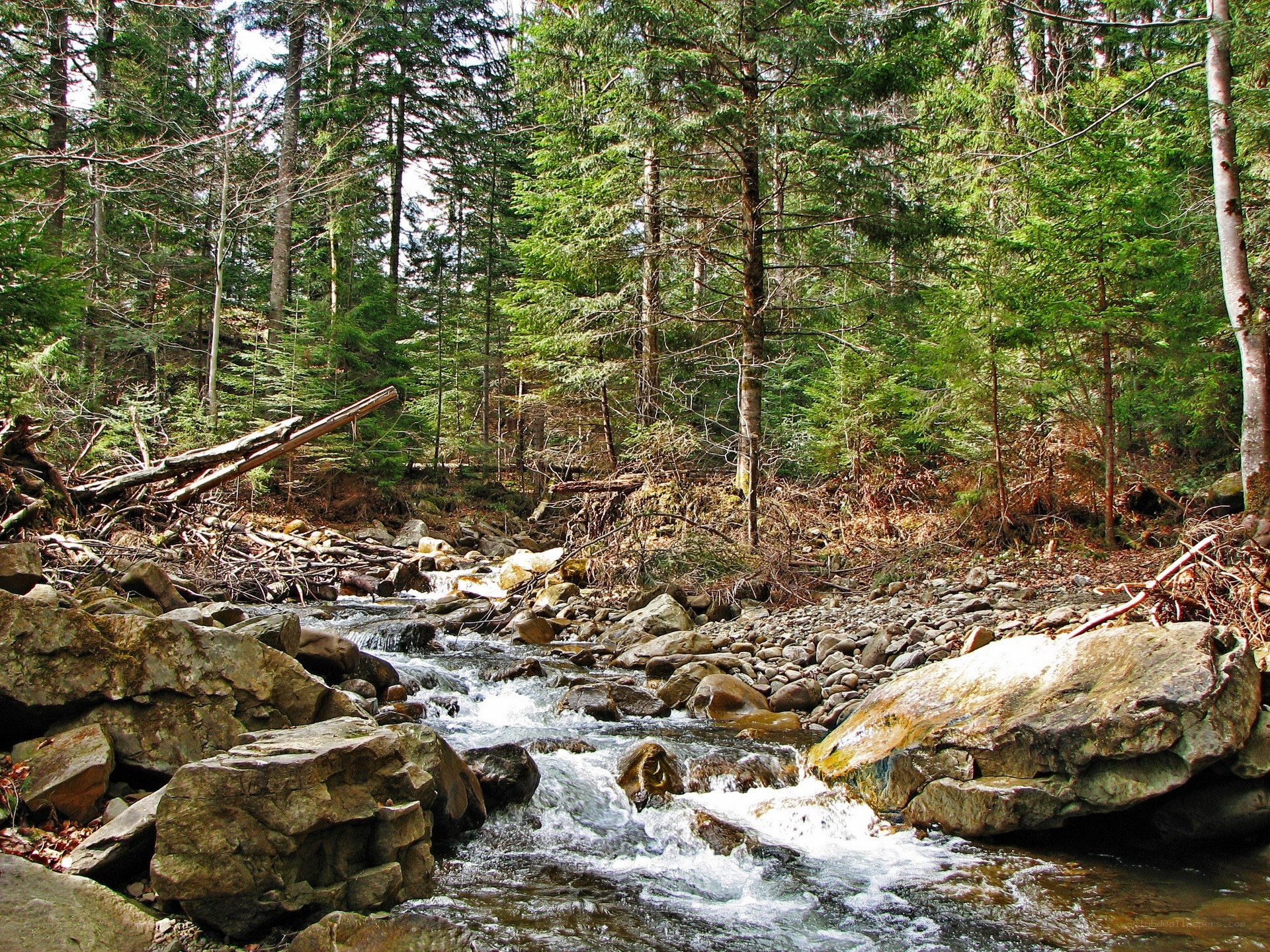 Forest stream flowing over rocks