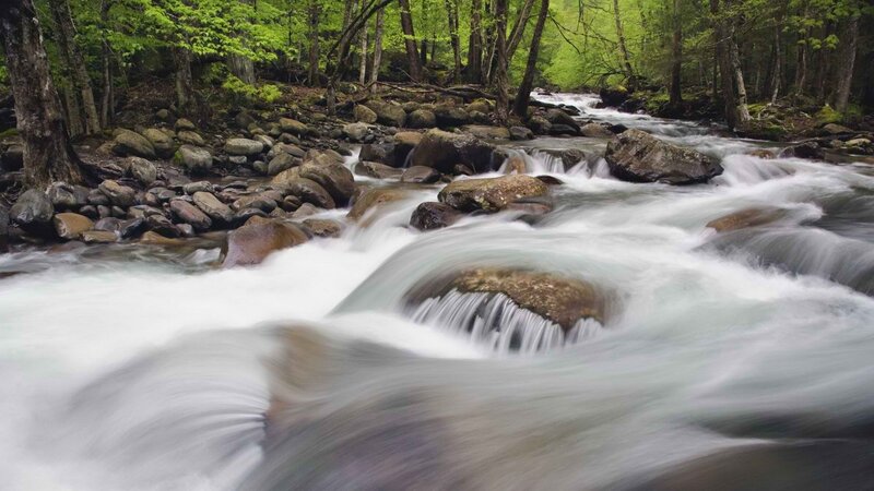 Forest stream flowing over rocks
