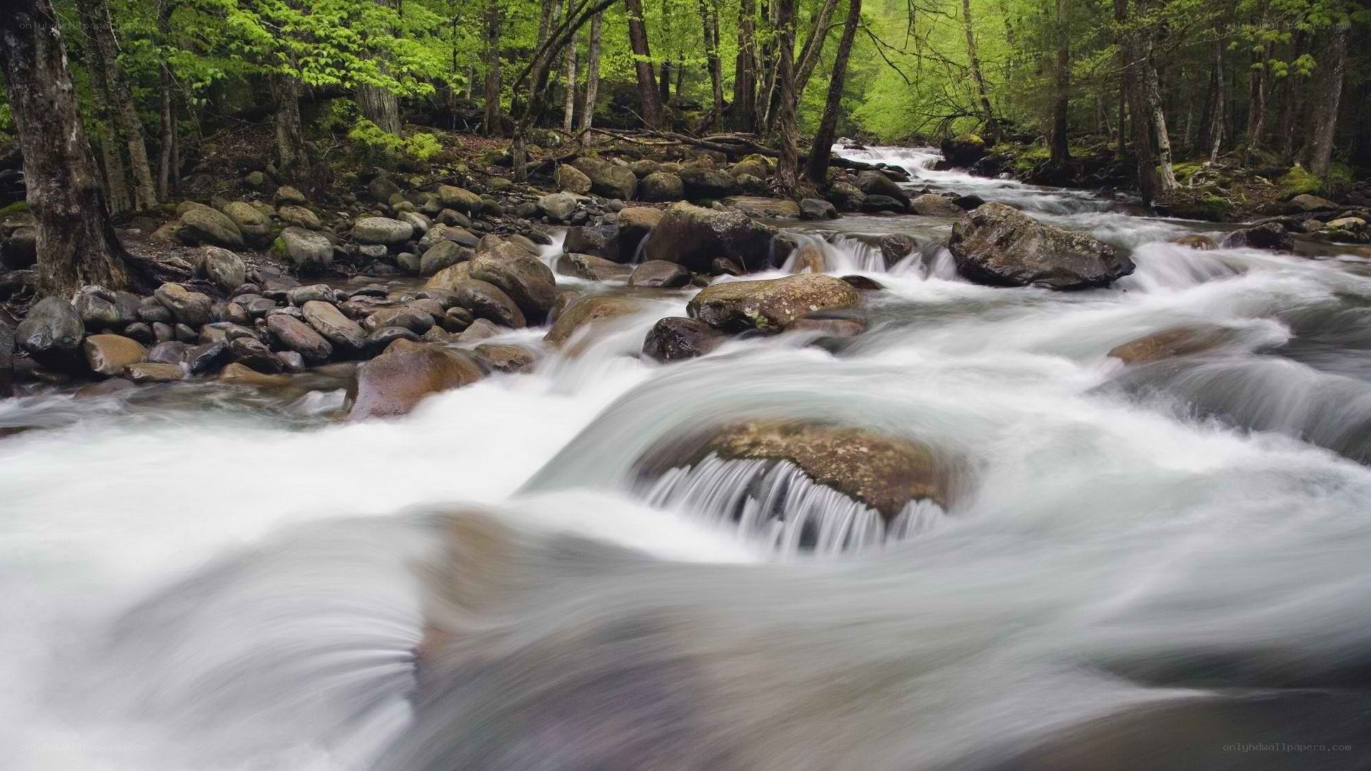 Forest stream flowing over rocks