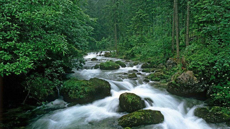 Forest stream flowing over rocks