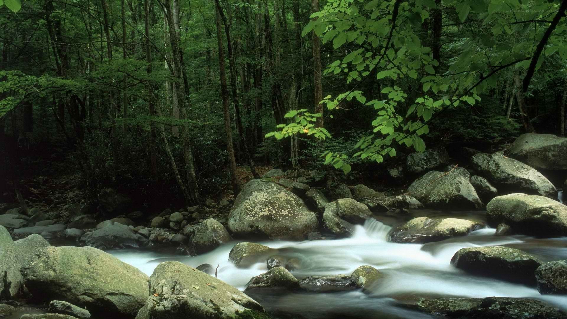 Forest stream flowing over rocks