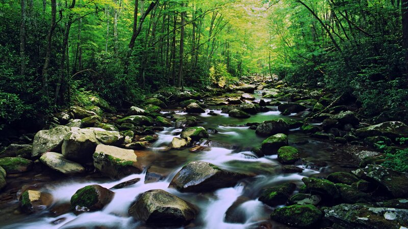 Forest stream flowing over rocks