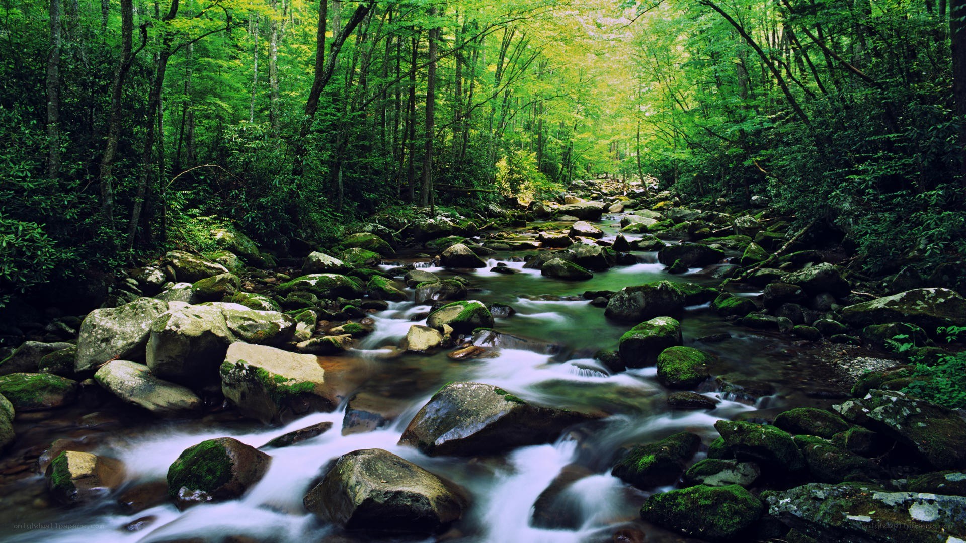 Forest stream flowing over rocks
