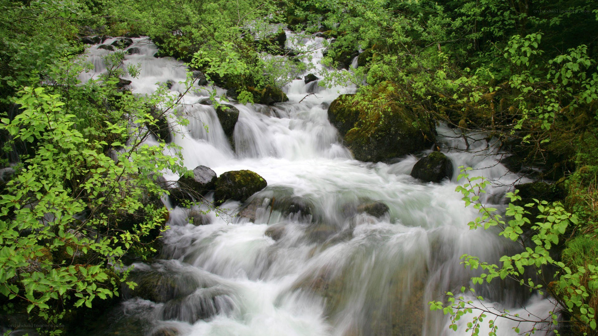 Forest stream flowing over rocks