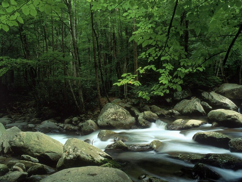 Forest stream flowing over rocks