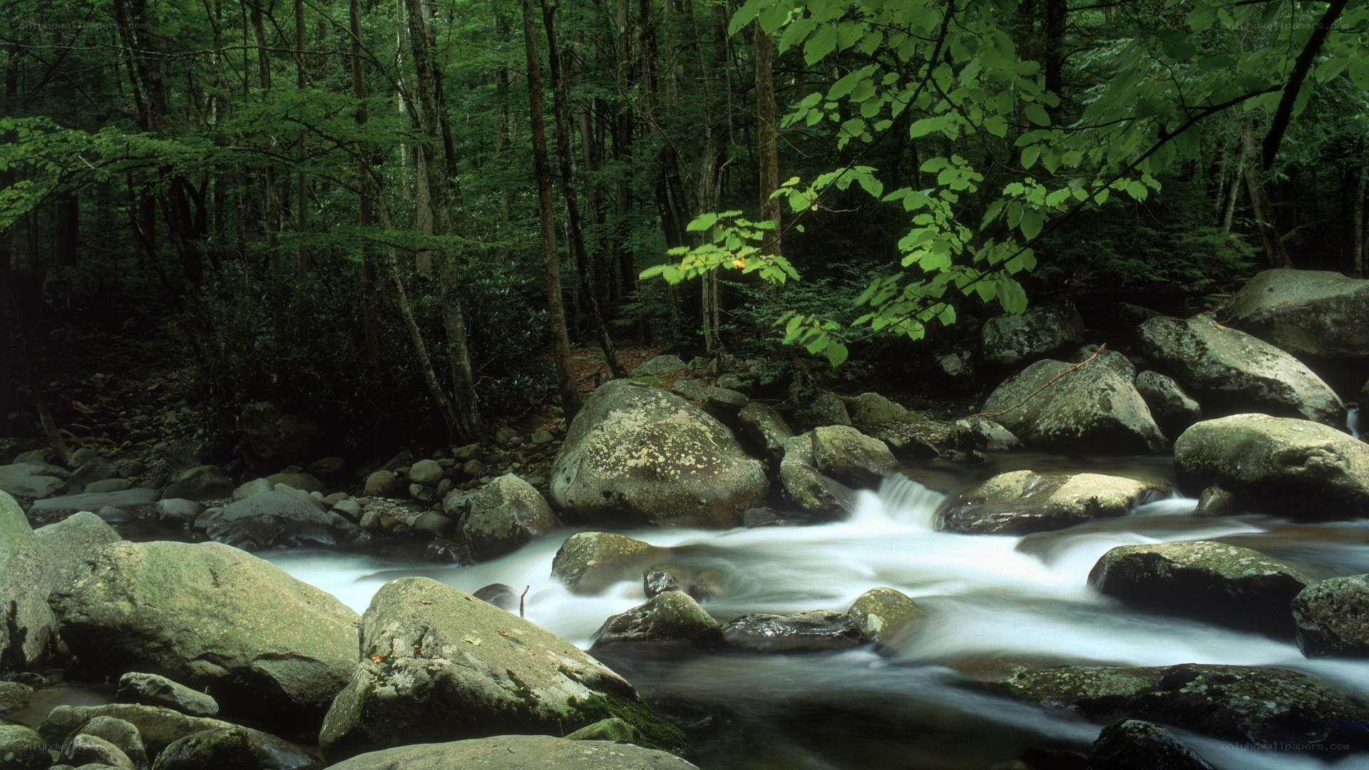Forest stream flowing over rocks