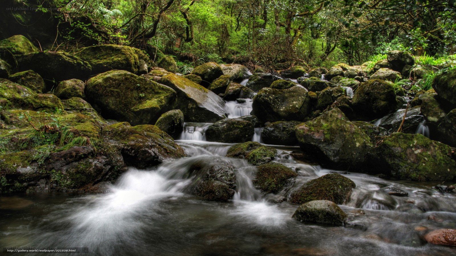 Forest stream flowing over rocks