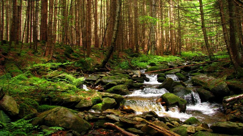 Forest stream flowing over rocks
