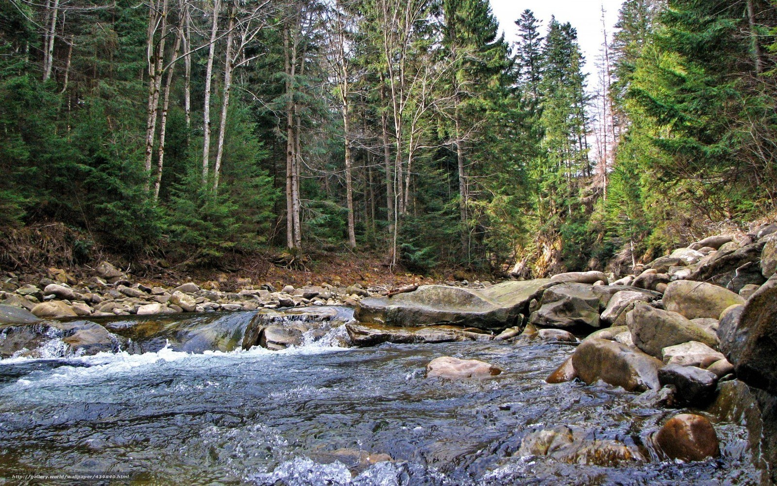 Forest stream flowing over rocks