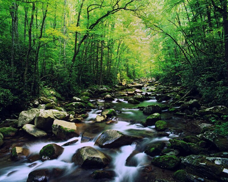 Forest stream flowing over rocks