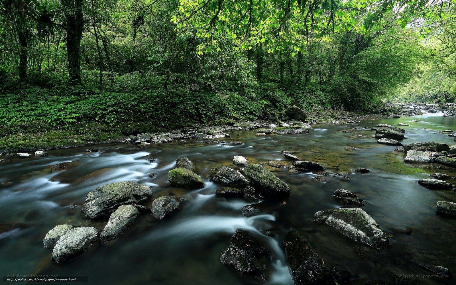 Forest stream flowing over rocks