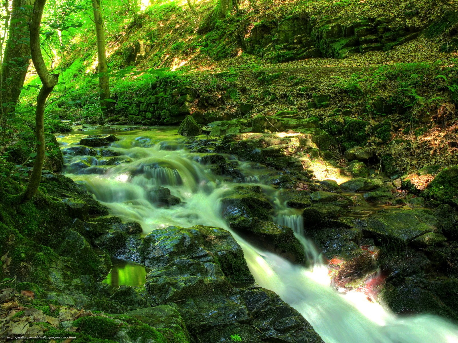 Forest stream flowing over rocks