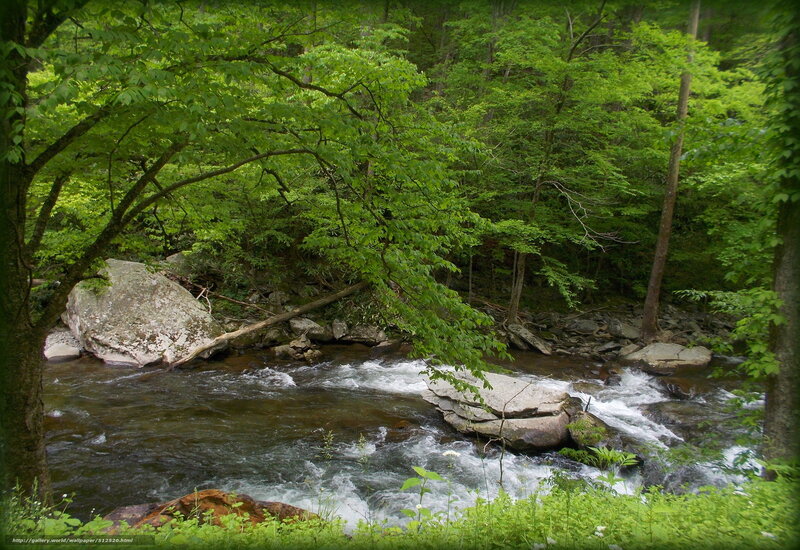Forest stream flowing over rocks