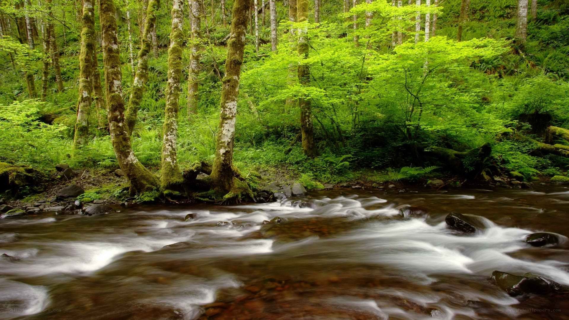 Forest stream flowing through green woods