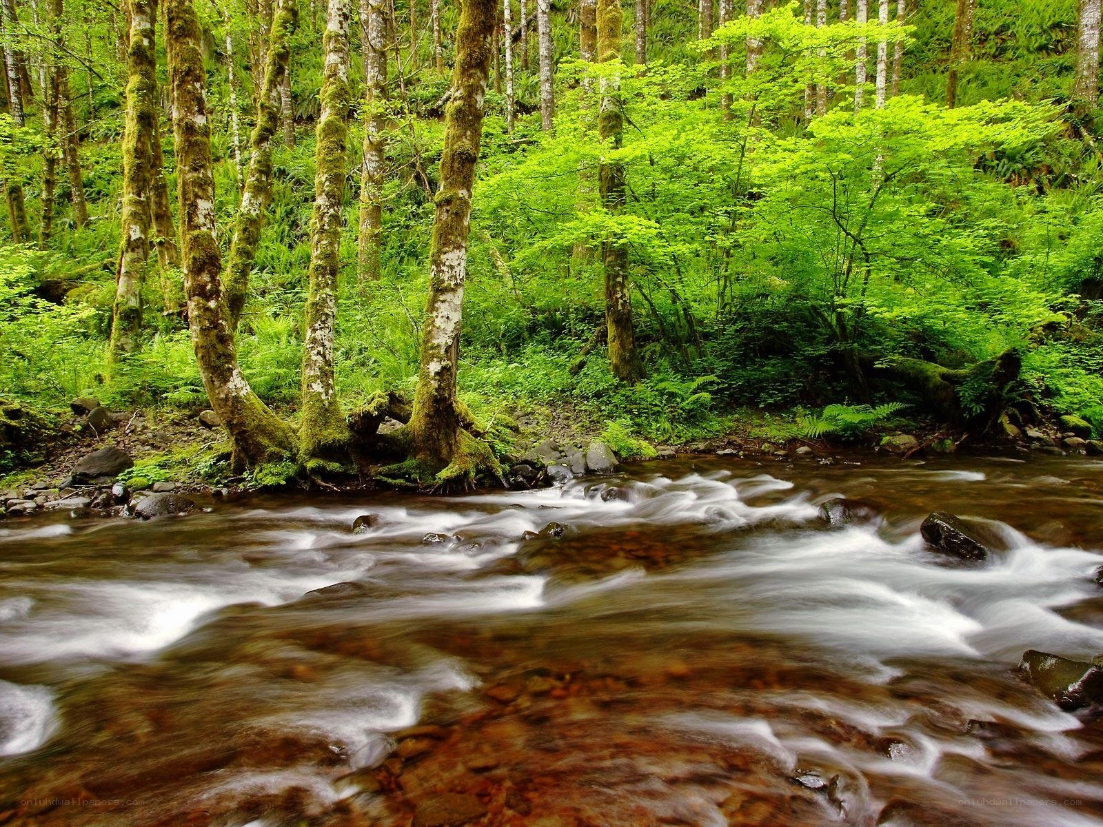 Forest stream flowing through green woods