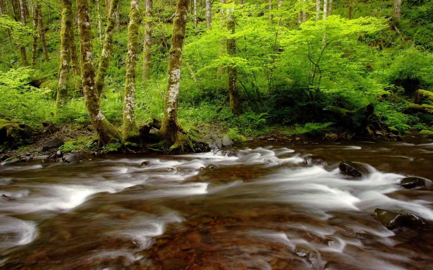 Forest stream flowing through green woods