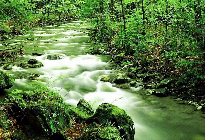 Forest stream flowing through green woods