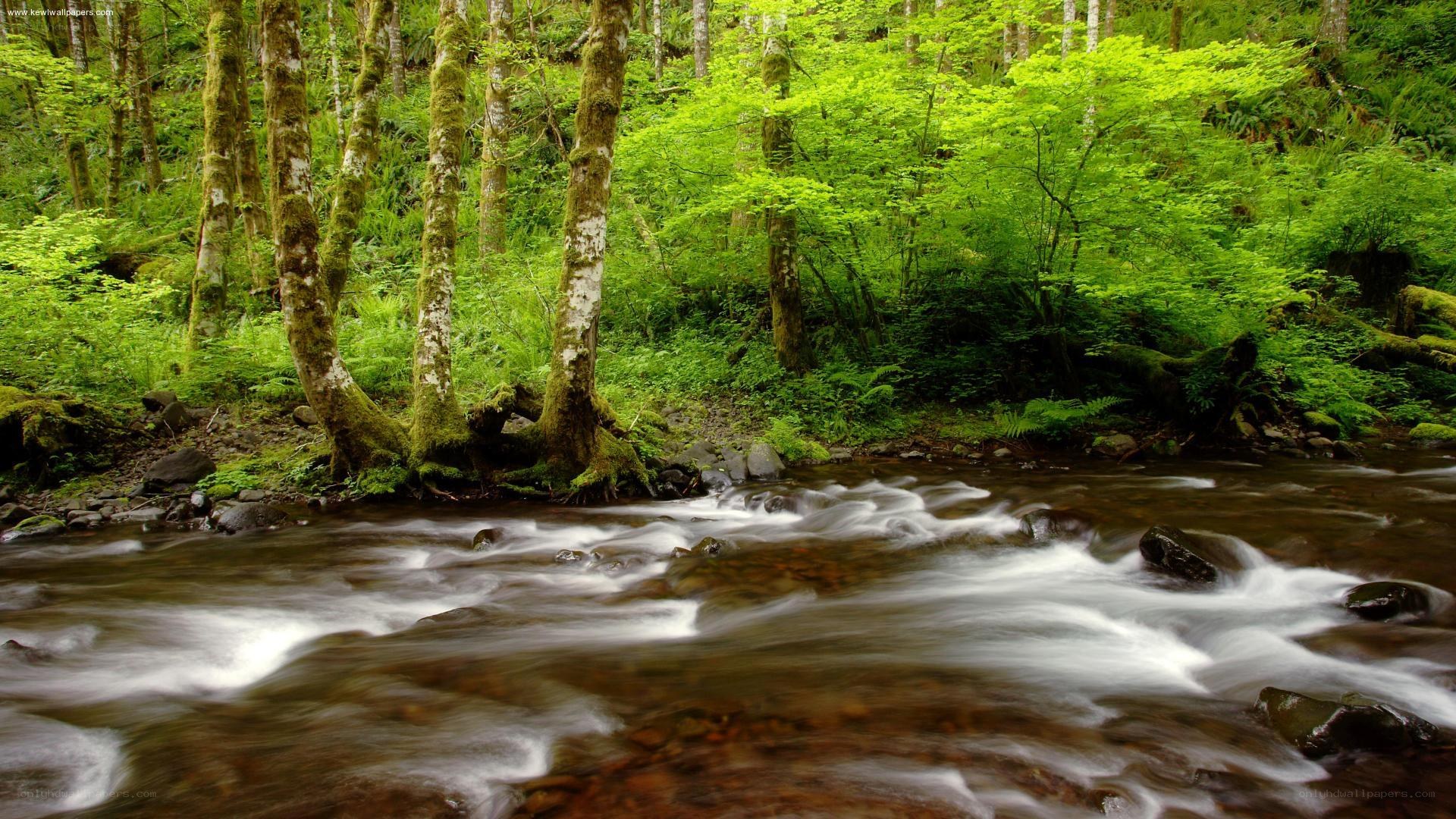 Forest stream flowing through green woods