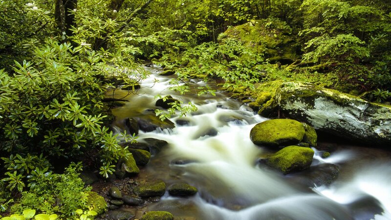 Forest stream flowing through greenery