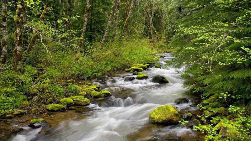 Forest stream flowing through greenery