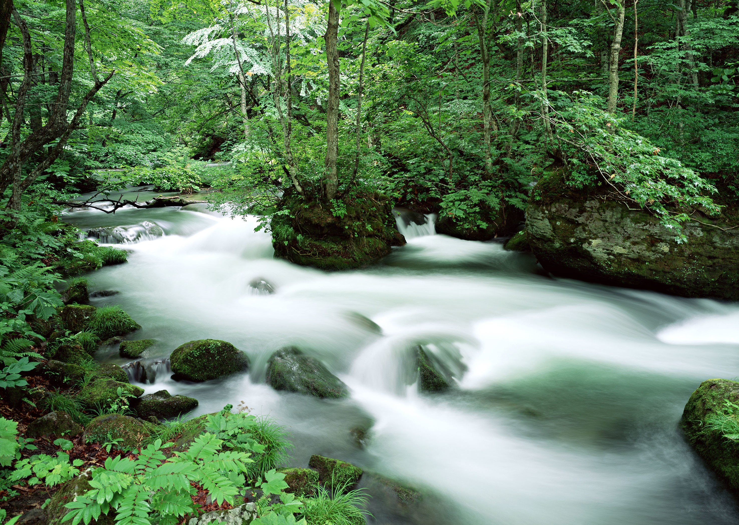 Forest stream flowing through greenery