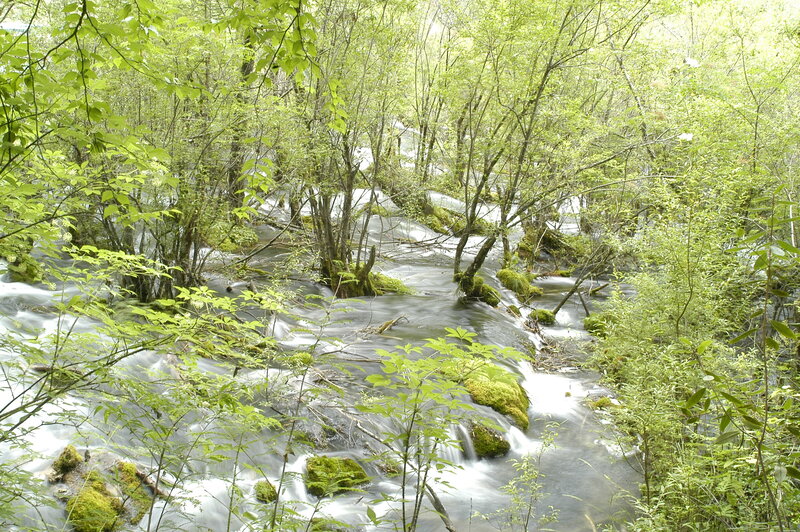 Forest stream flowing through greenery