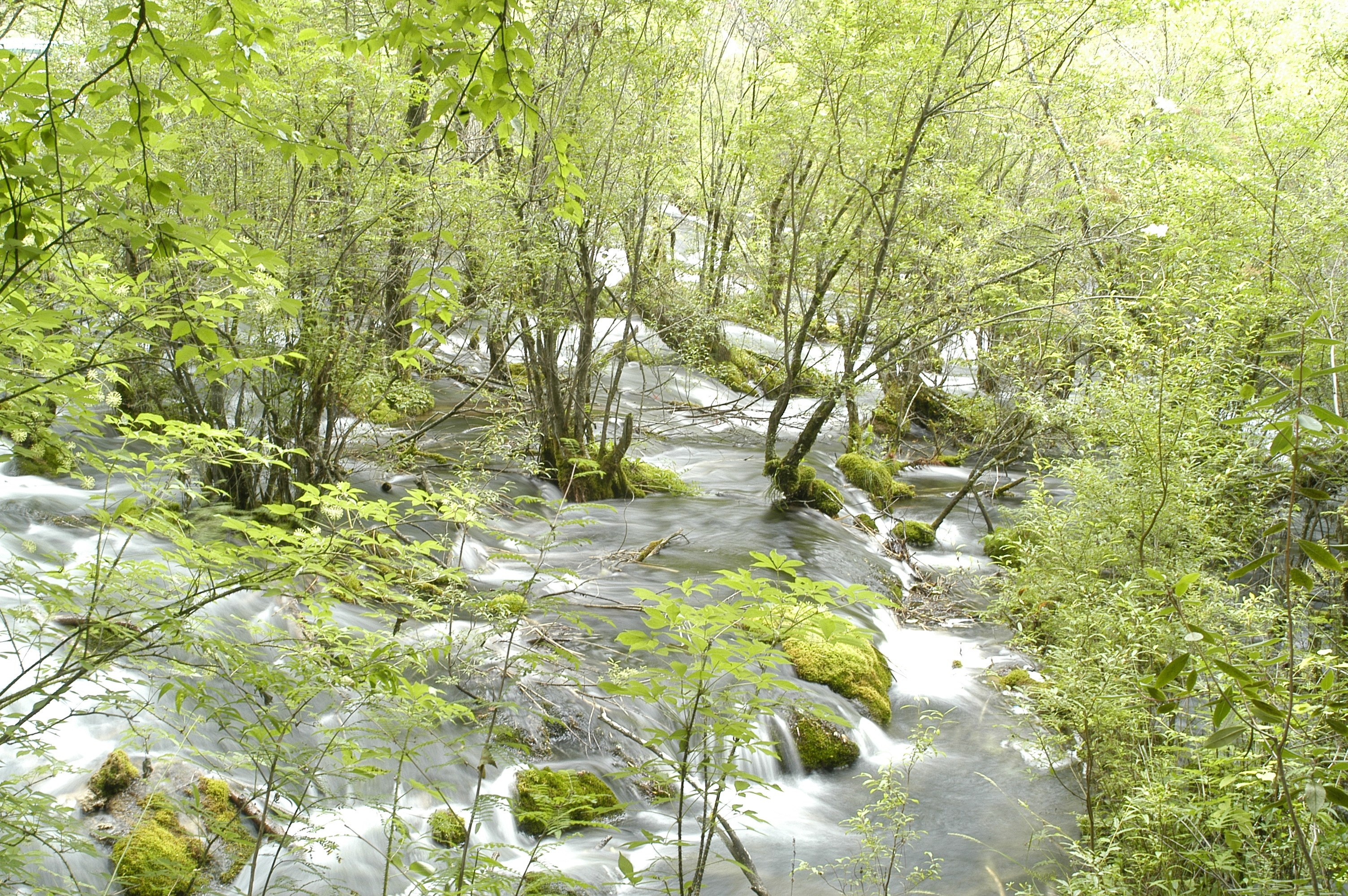 Forest stream flowing through greenery