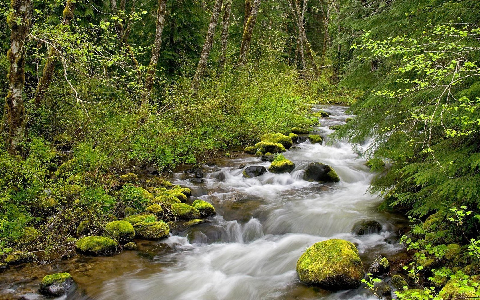 Forest stream flowing through mossy rocks