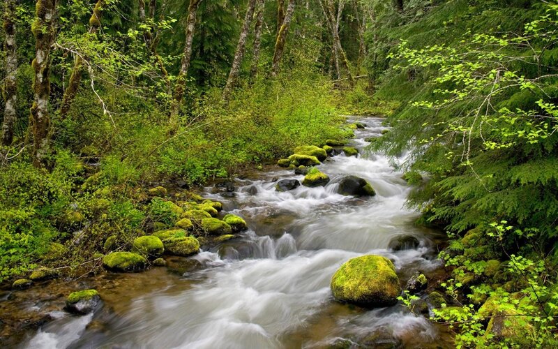 Forest stream flowing through mossy rocks