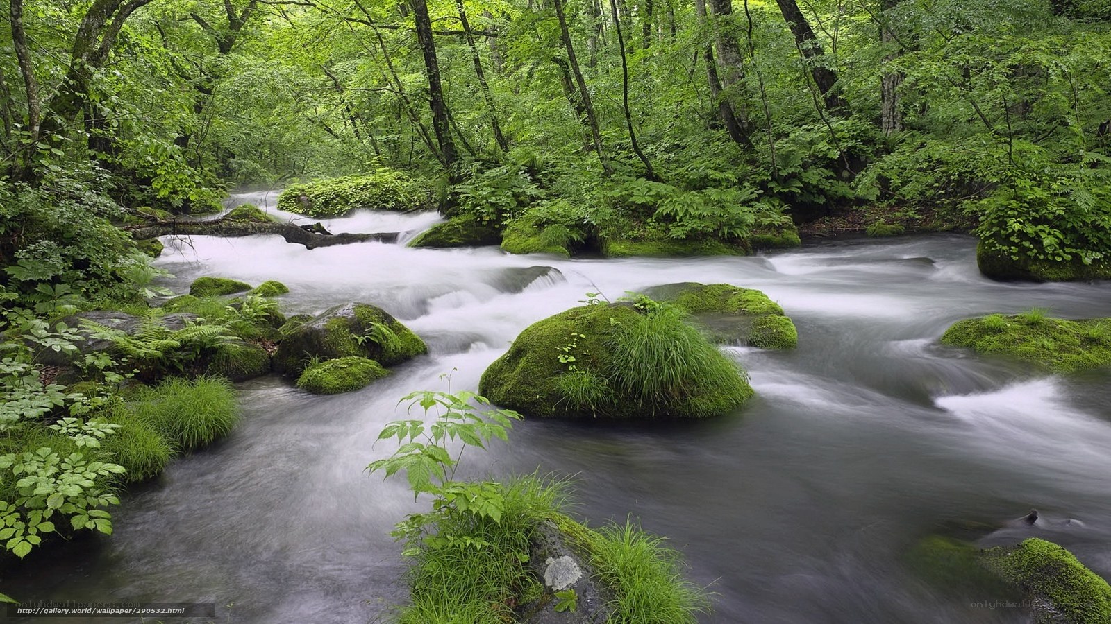 Forest stream flowing through mossy rocks