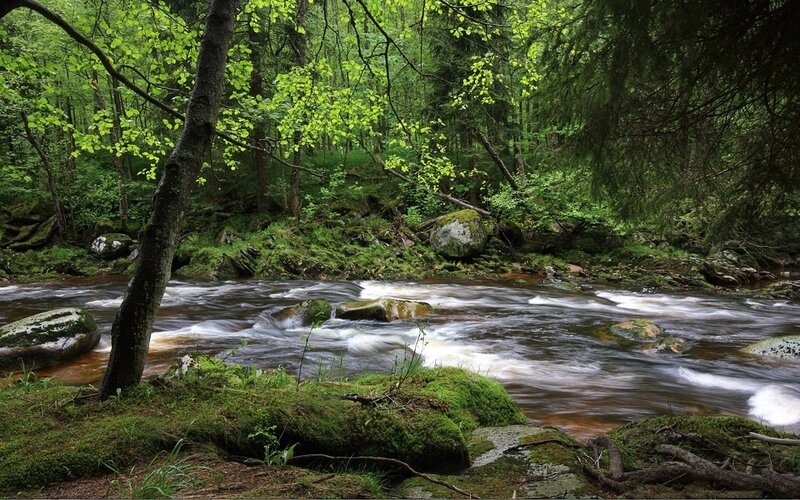 Forest stream flowing through mossy woods