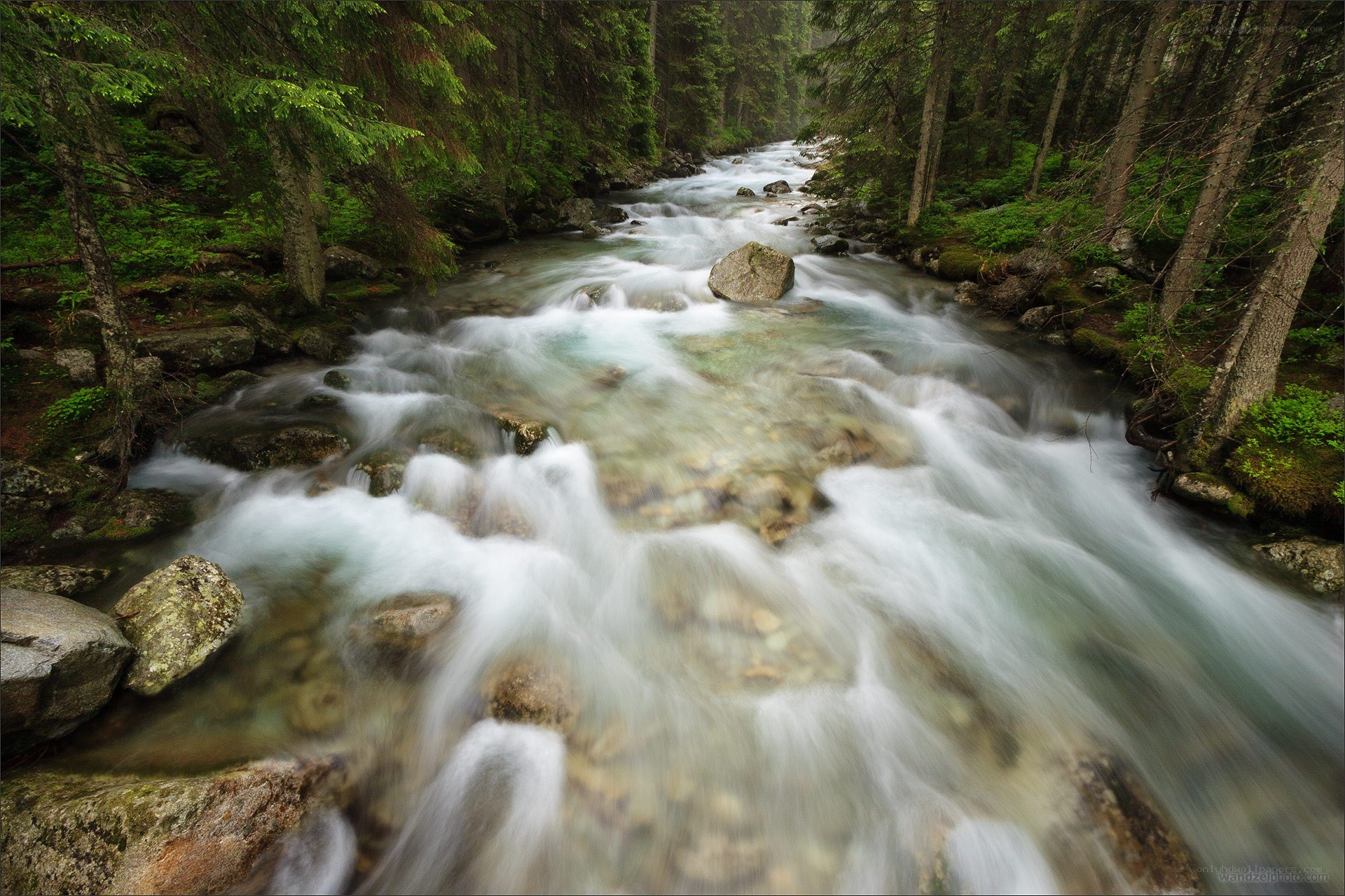 Forest stream flowing through rocks
