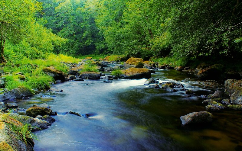 Forest stream flowing through rocks