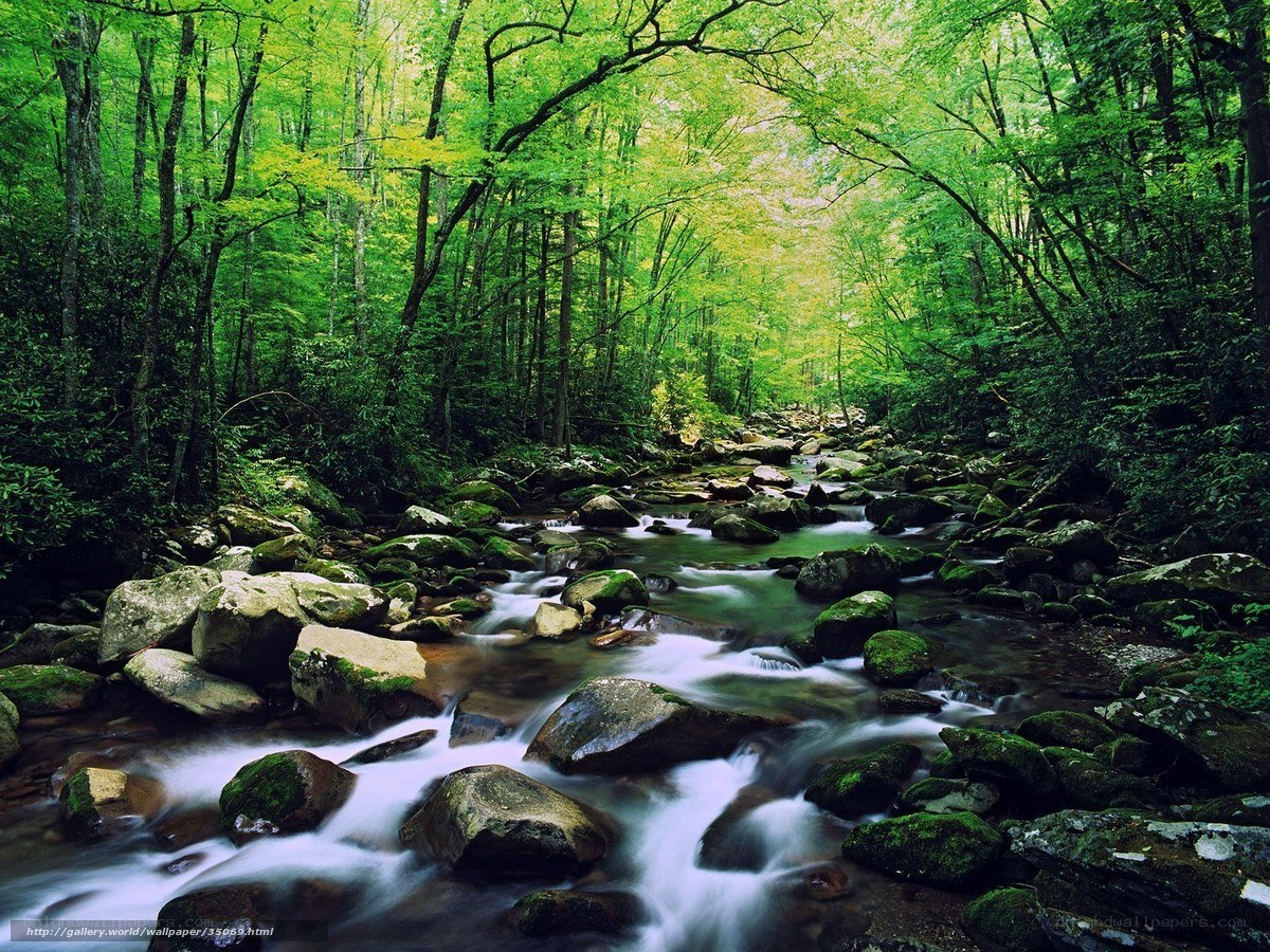 Forest stream flowing through rocks