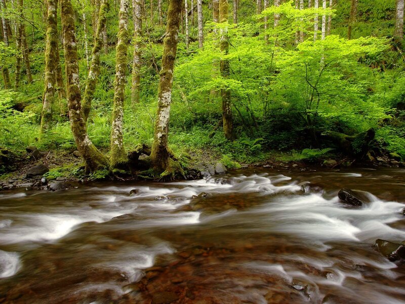 Forest stream flowing through trees
